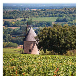 Santenay La Forge 2019 | Jean Baptiste Jessiaume | Vin de Bourgogne