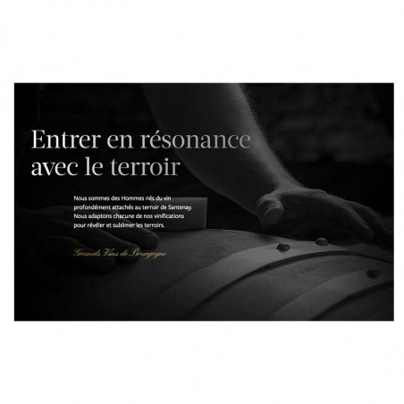 Santenay Blanc 2019 | Jean Baptiste Jessiaume | Bourgogne